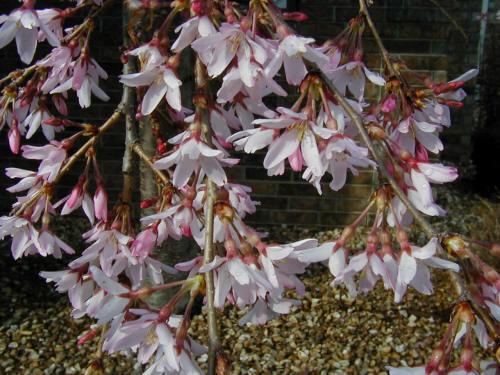 Weeping Higan Cherry